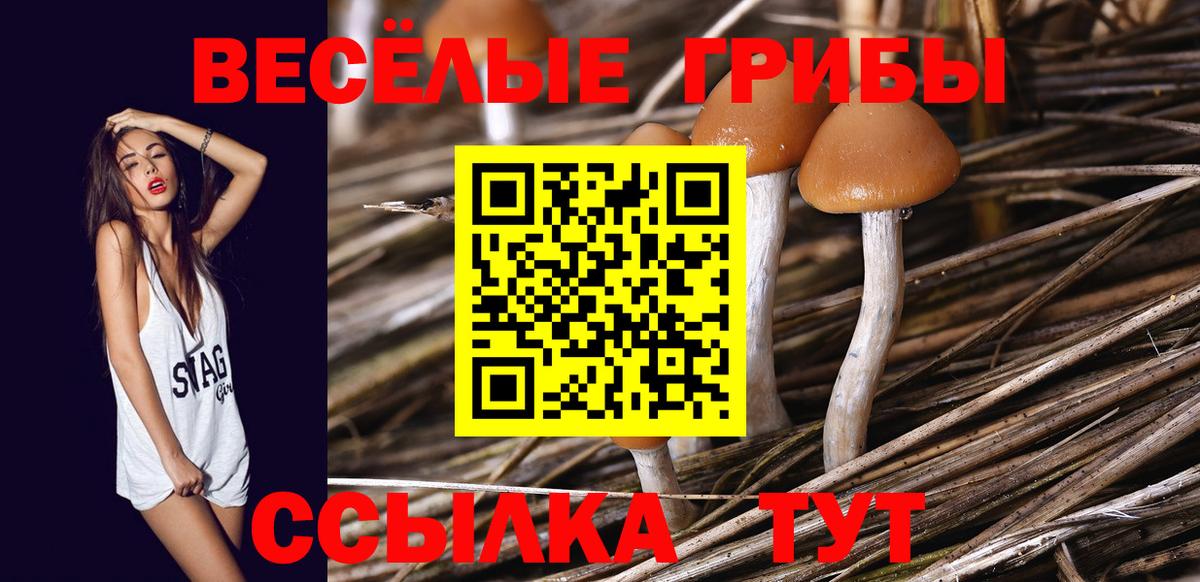 Галлюциногенные грибы Psilocybine cubensis Владимир